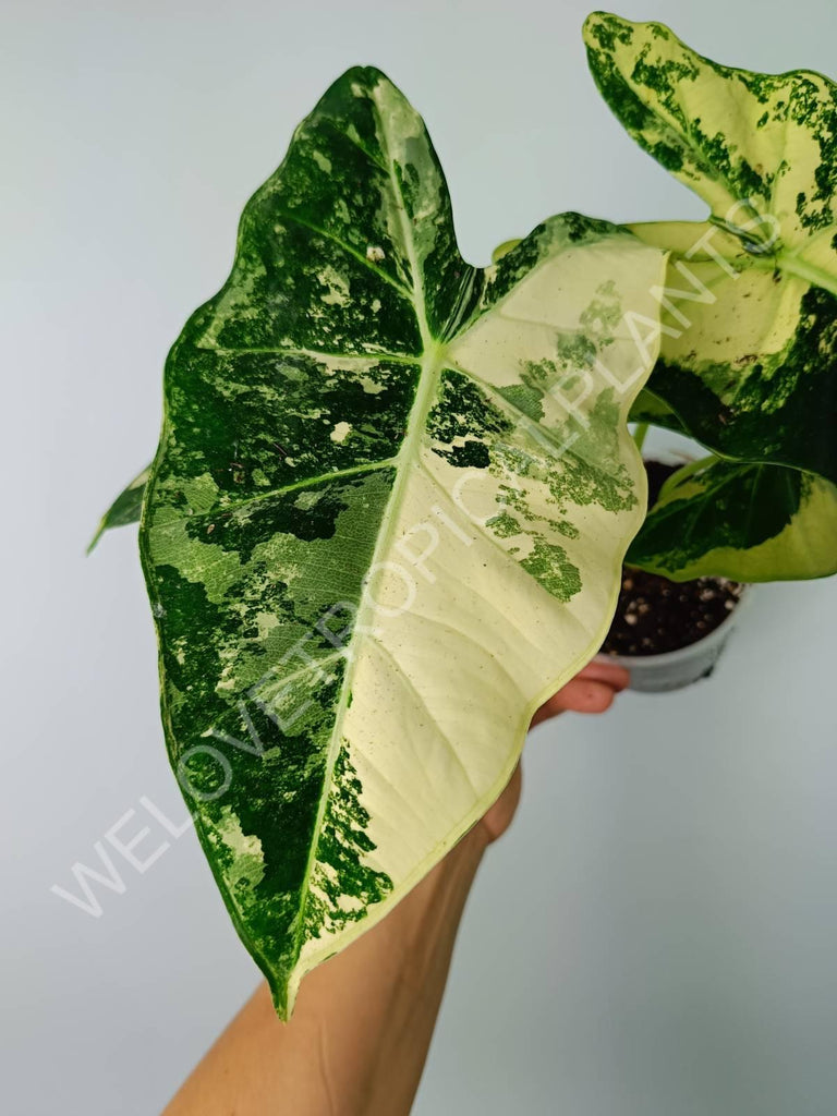 Alocasia micholitziana frydek variegata