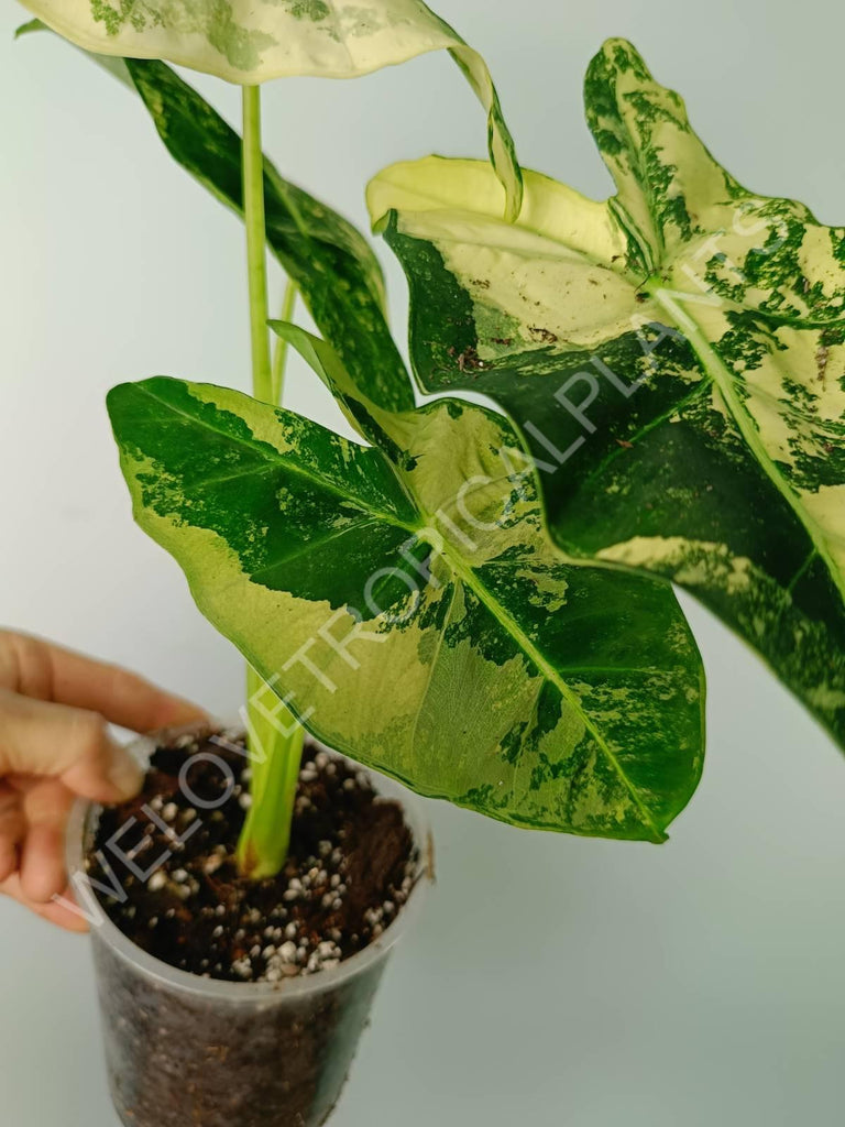 Alocasia micholitziana frydek variegata