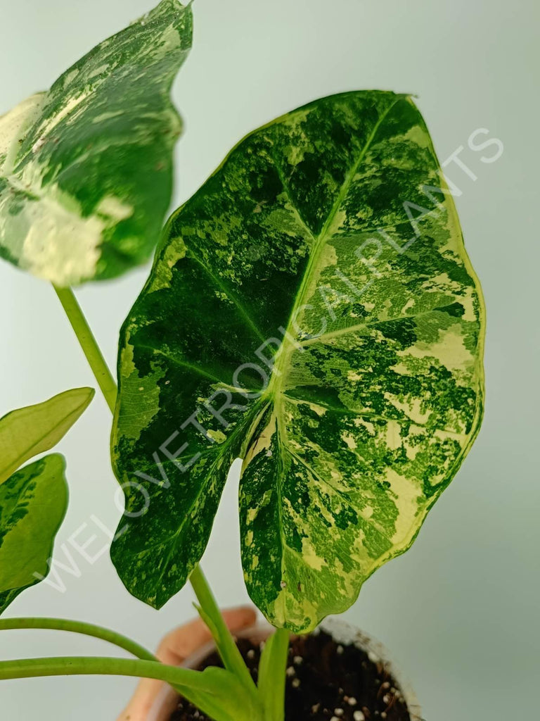 Alocasia micholitziana frydek variegata