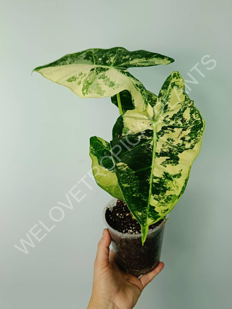 Alocasia micholitziana frydek variegata