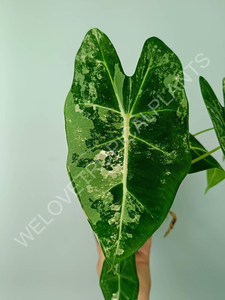 Alocasia micholitziana frydek variegata