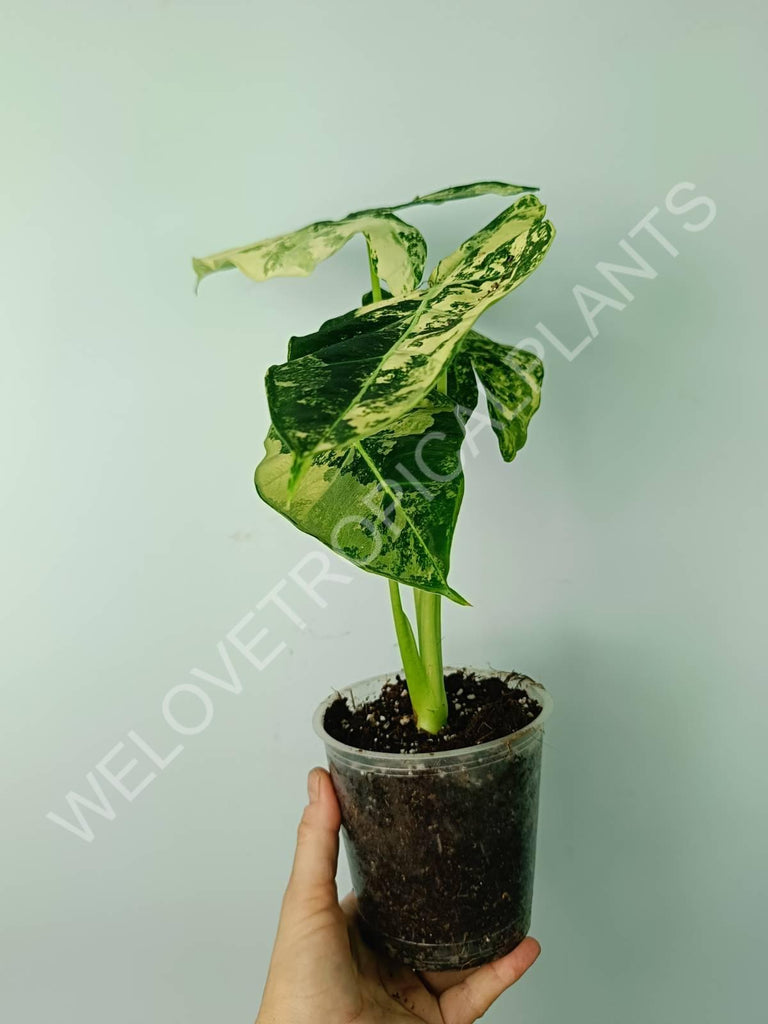 Alocasia micholitziana frydek variegata