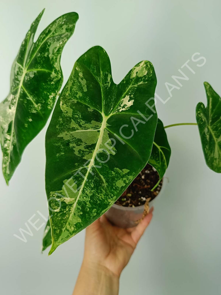 Alocasia micholitziana frydek variegata