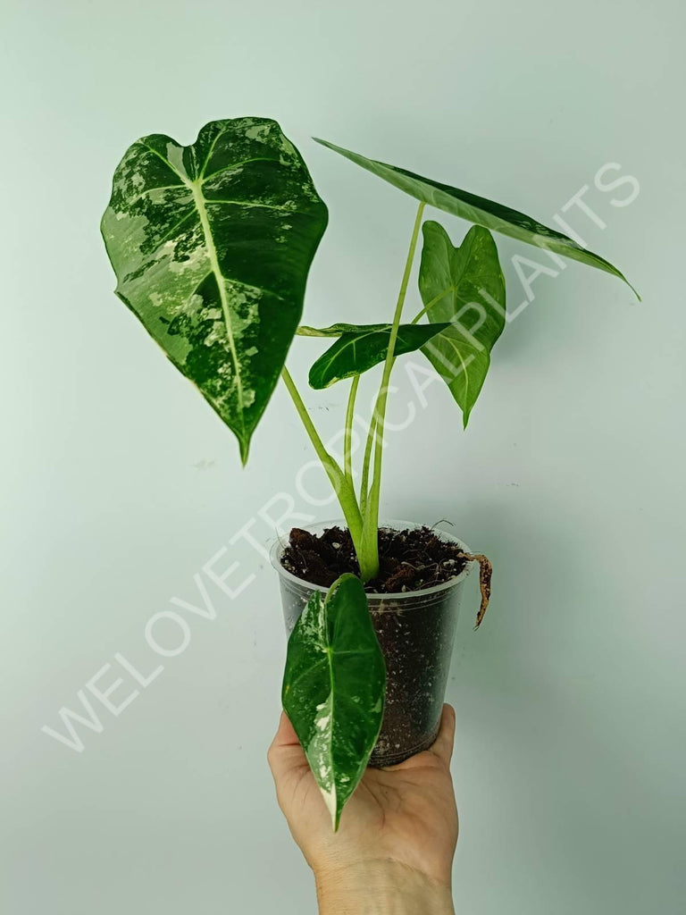 Alocasia micholitziana frydek variegata