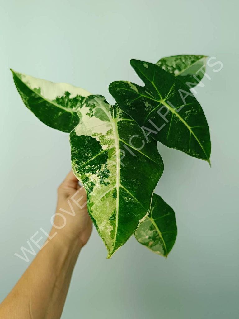 Alocasia micholitziana frydek variegata