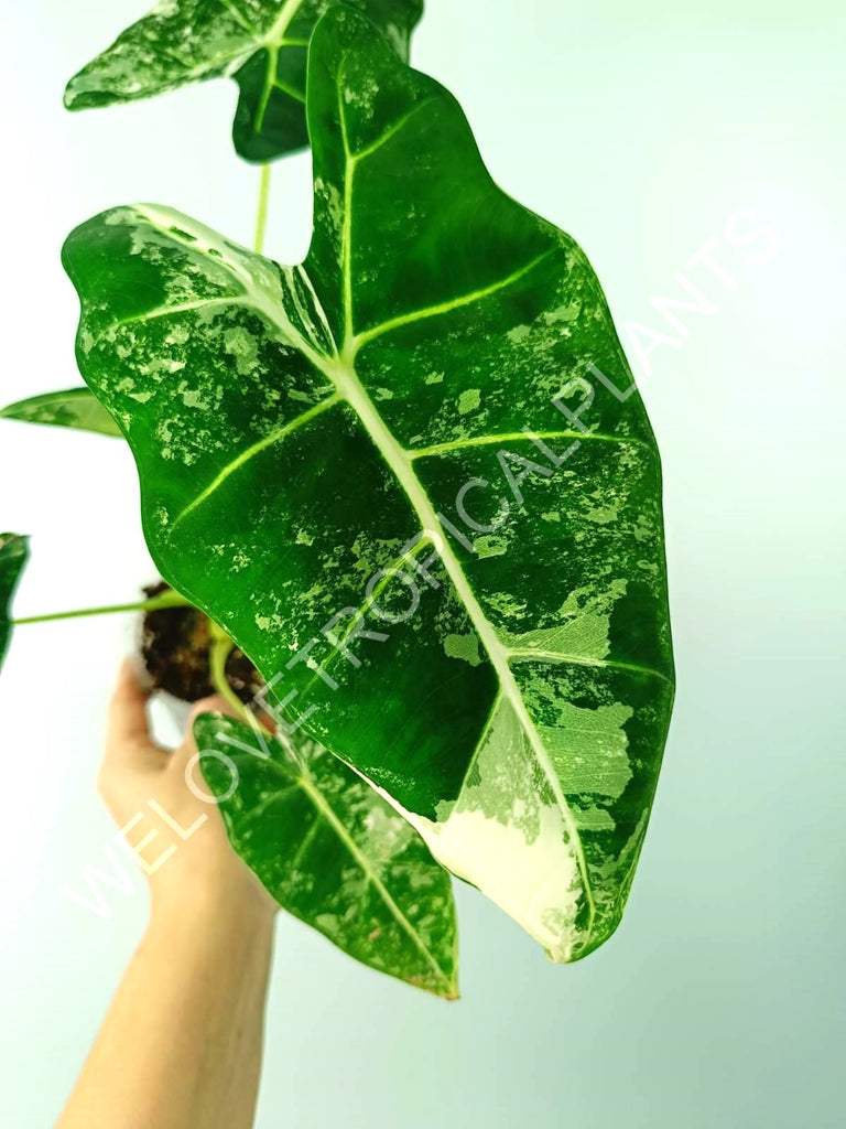 Alocasia micholitziana frydek variegata