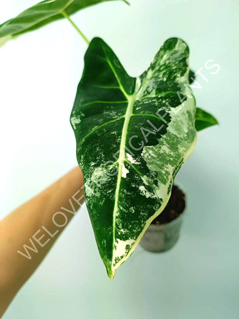 Alocasia micholitziana frydek variegata