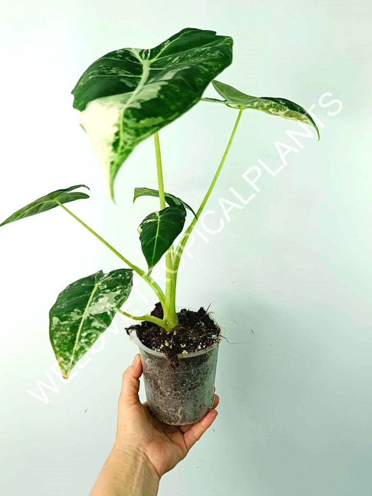 Alocasia micholitziana frydek variegata