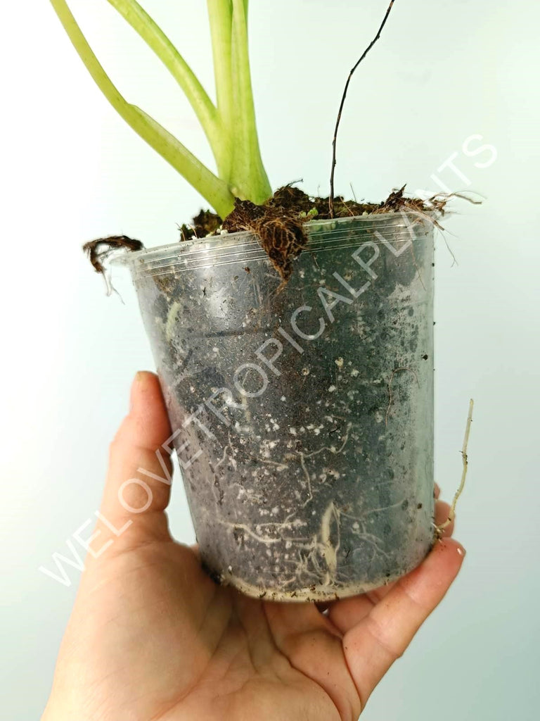 Alocasia micholitziana frydek variegata