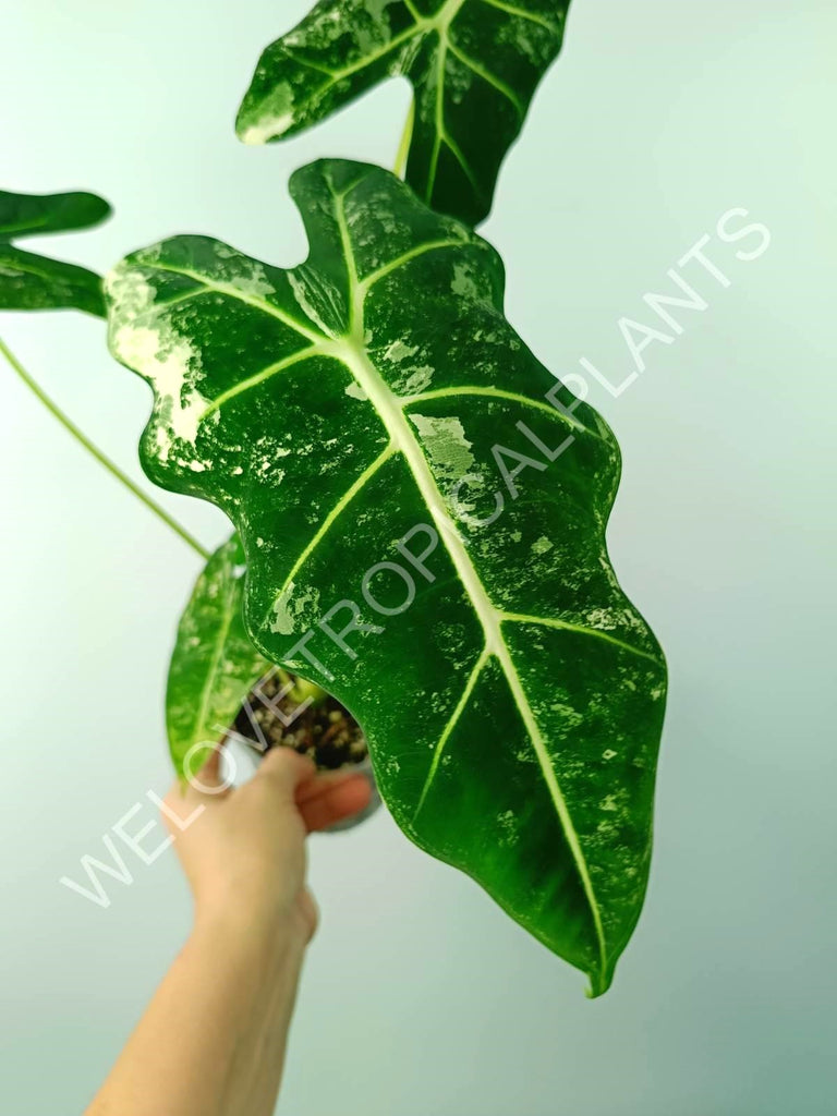 Alocasia micholitziana frydek variegata