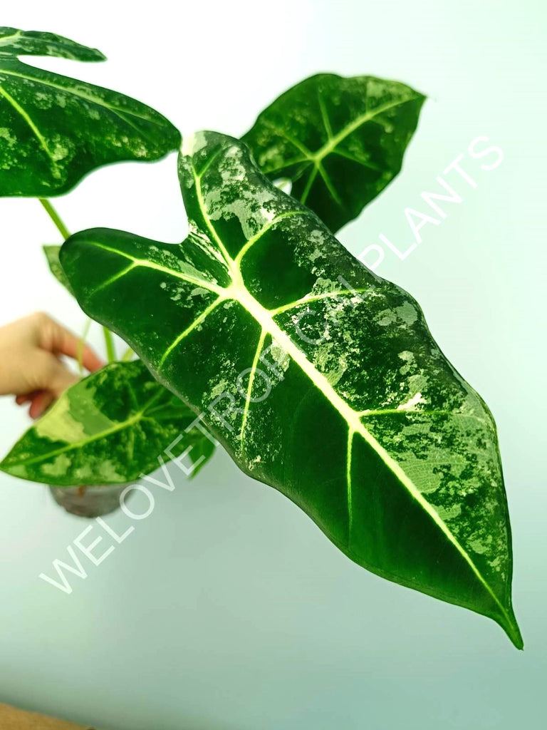 Alocasia micholitziana frydek variegata