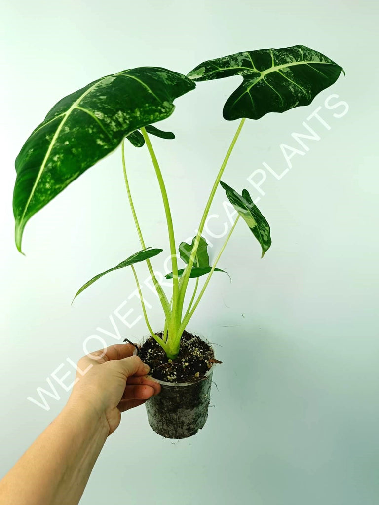 Alocasia micholitziana frydek variegata