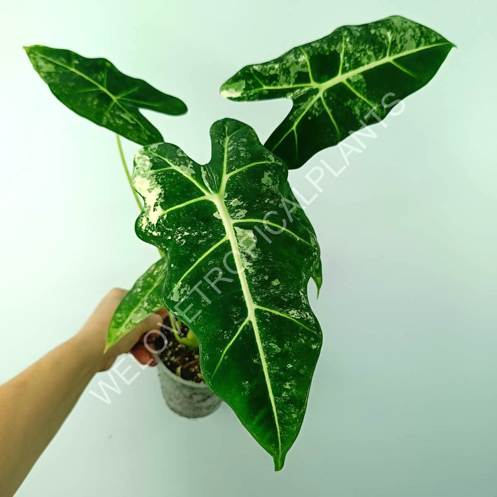 Alocasia micholitziana frydek variegata