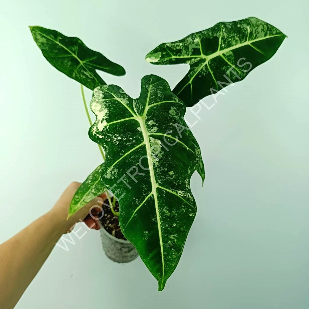 Alocasia micholitziana frydek variegata