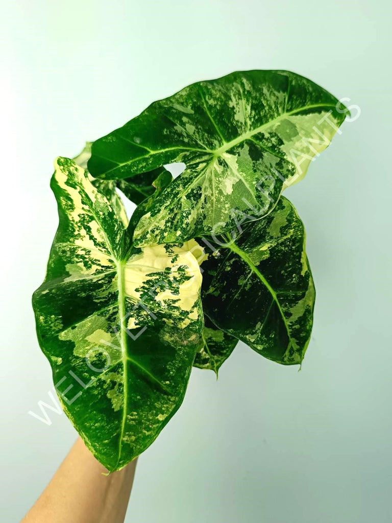 Alocasia micholitziana frydek variegata COMPACT