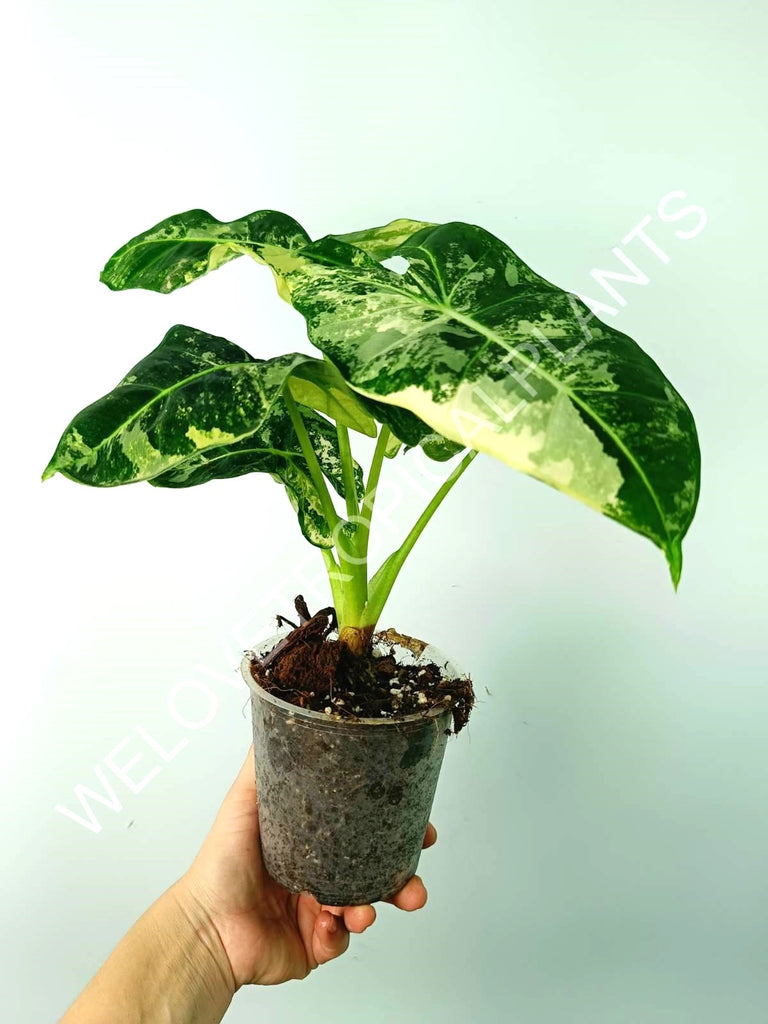 Alocasia micholitziana frydek variegata COMPACT