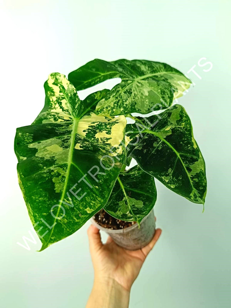 Alocasia micholitziana frydek variegata COMPACT