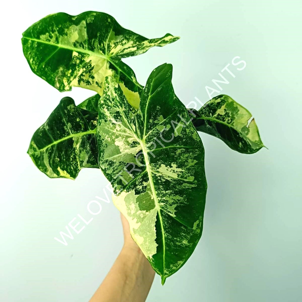 Alocasia micholitziana frydek variegata COMPACT