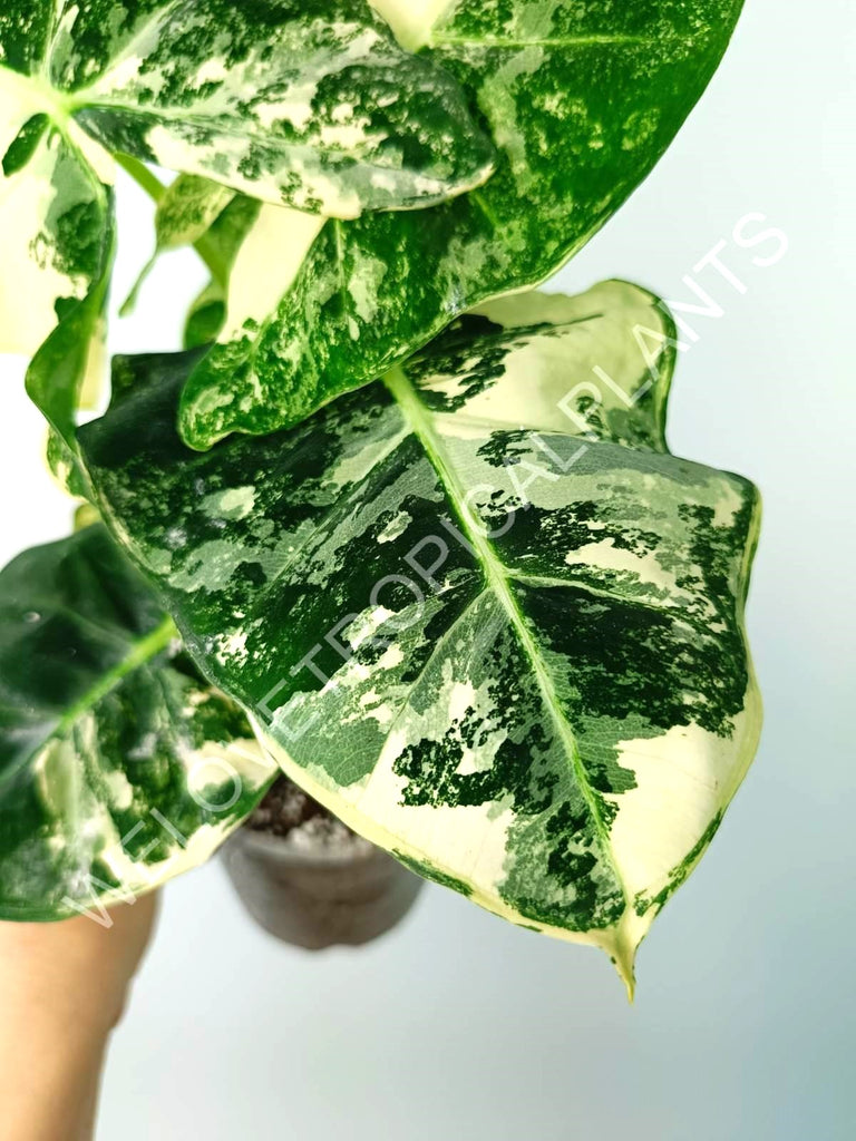 Alocasia micholitziana frydek variegata COMPACT