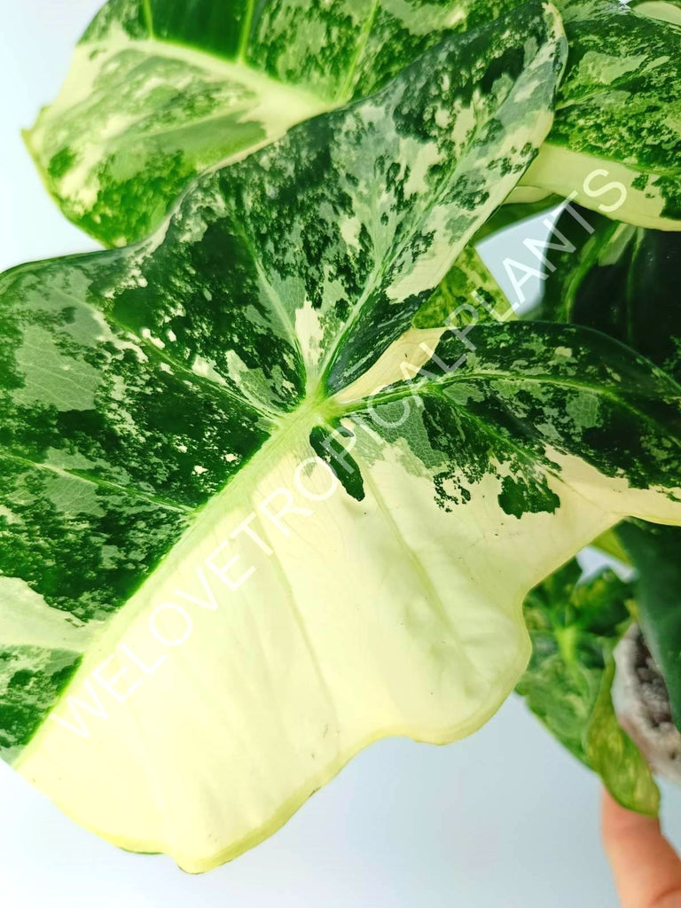 Alocasia micholitziana frydek variegata COMPACT