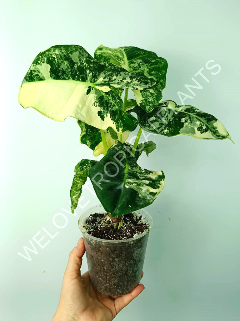 Alocasia micholitziana frydek variegata COMPACT