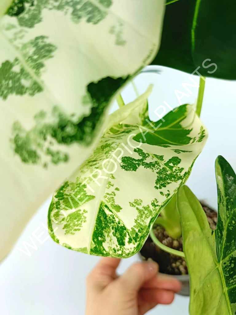 Alocasia micholitziana frydek variegata