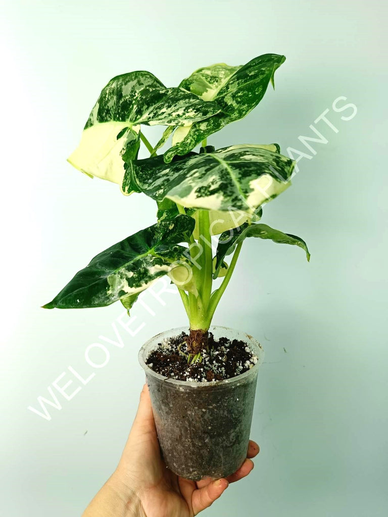 Alocasia micholitziana frydek variegata COMPACT