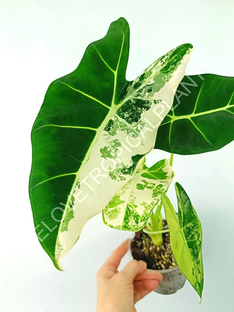 Alocasia micholitziana frydek variegata