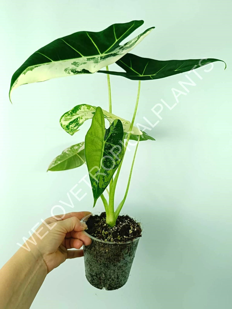 Alocasia micholitziana frydek variegata