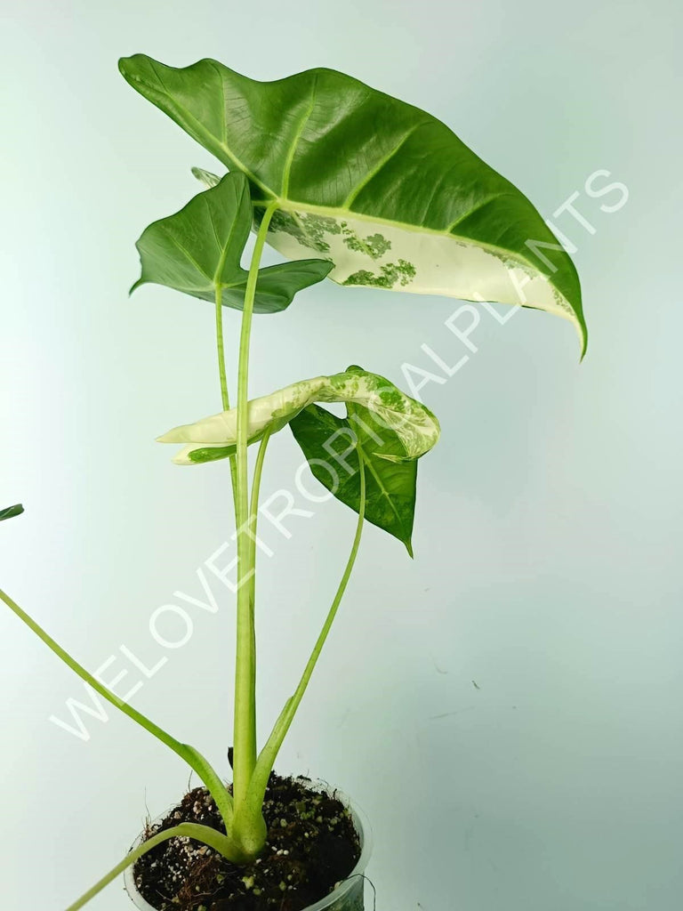 Alocasia micholitziana frydek variegata