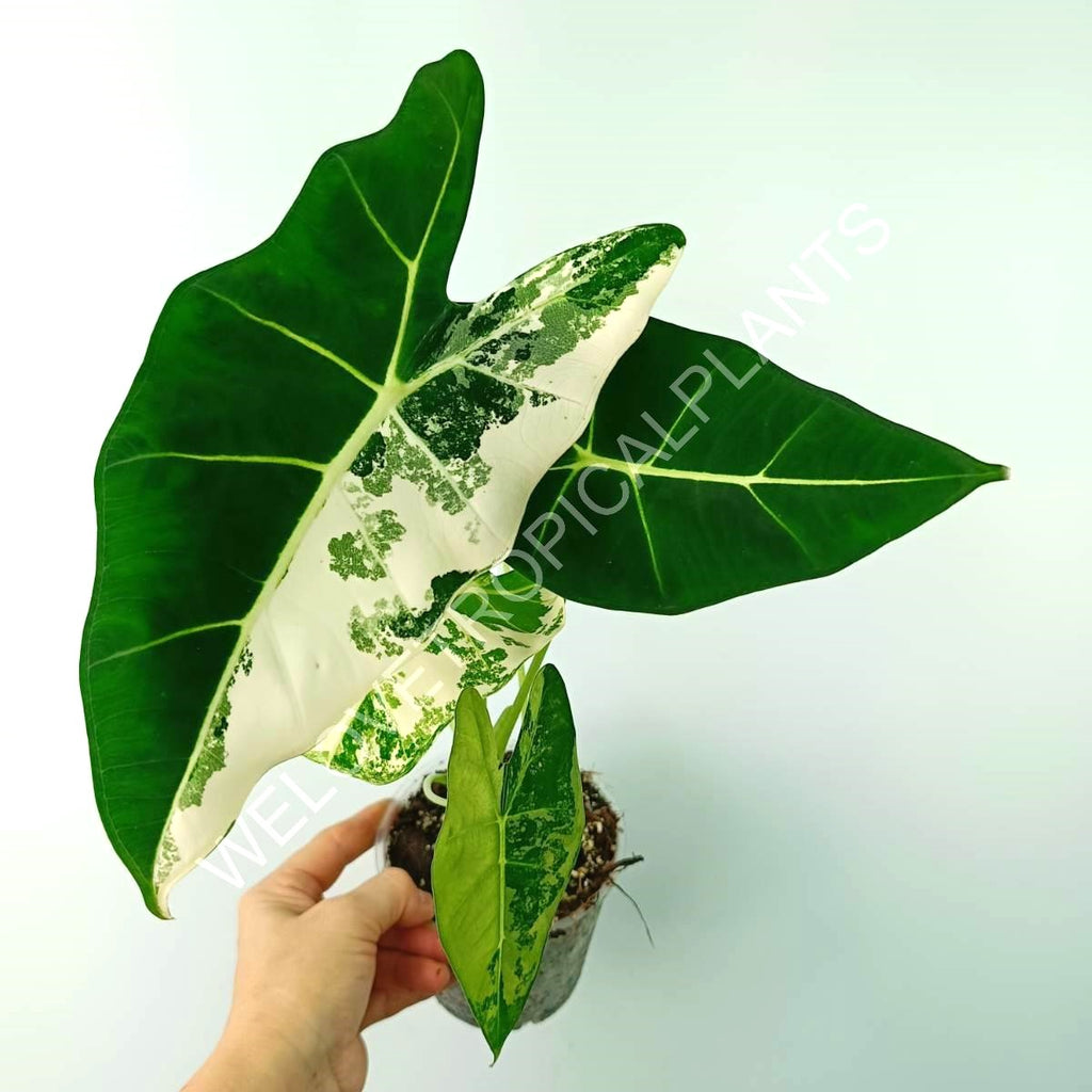 Alocasia micholitziana frydek variegata