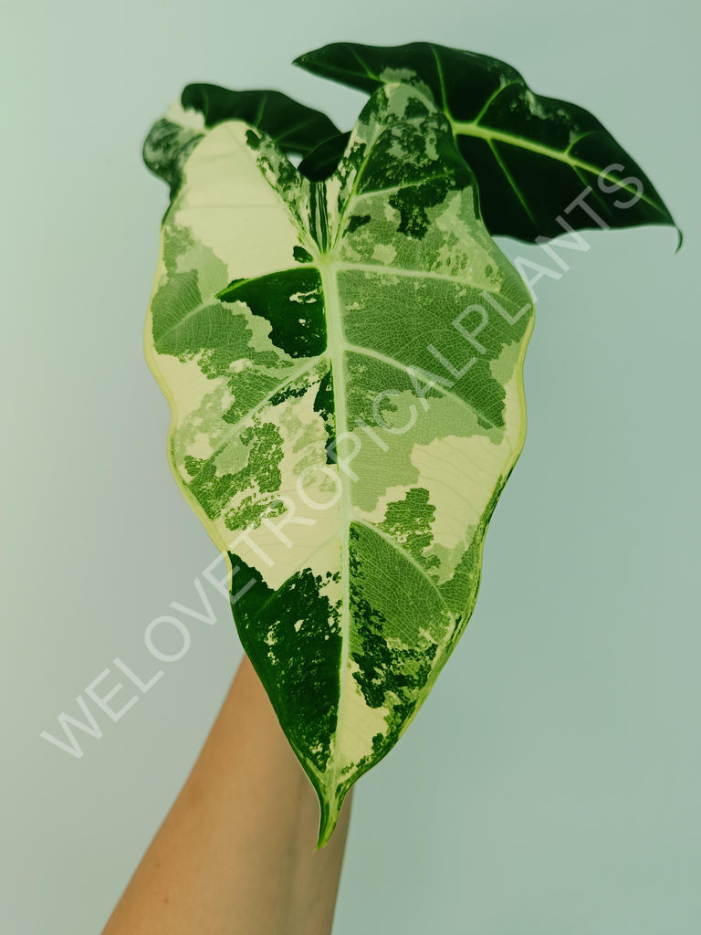 Alocasia macrorrhiza splash variegata