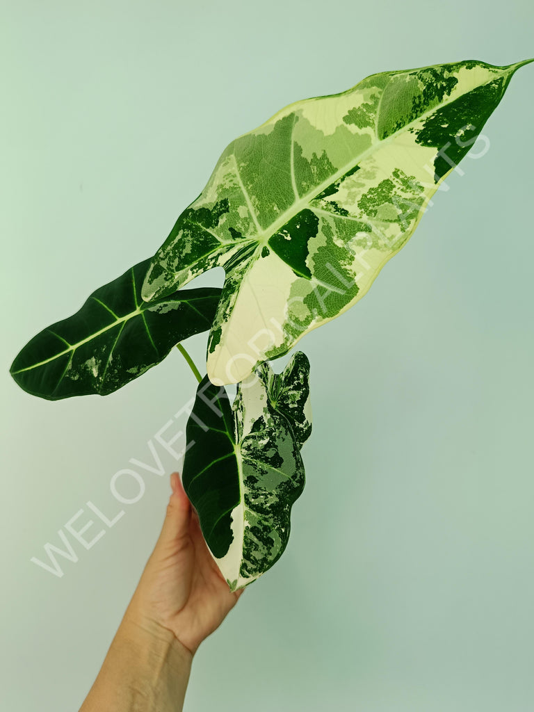 Alocasia macrorrhiza splash variegata