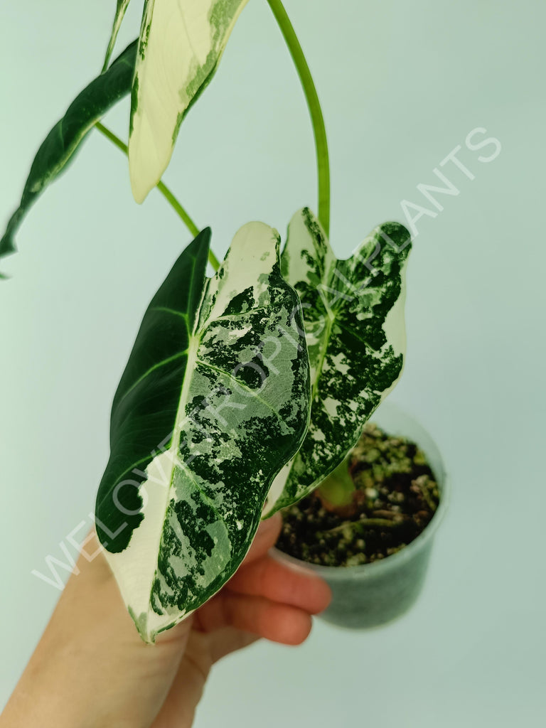 Alocasia macrorrhiza splash variegata