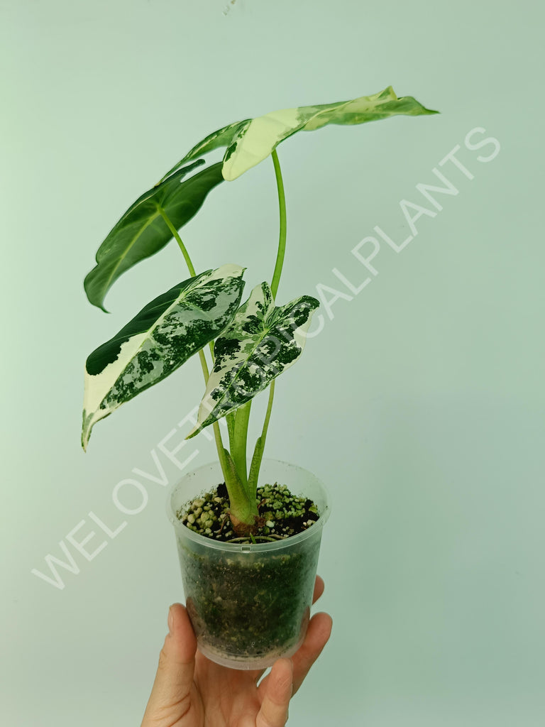 Alocasia macrorrhiza splash variegata