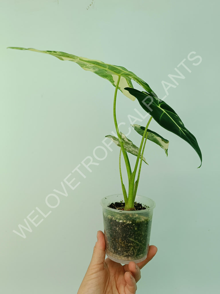 Alocasia macrorrhiza splash variegata