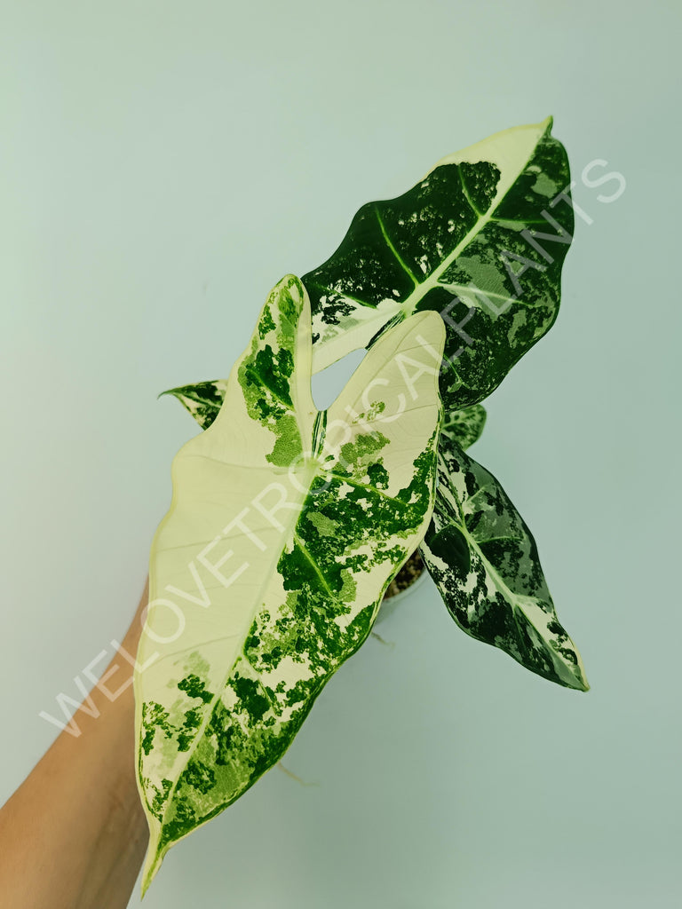 Alocasia macrorrhiza splash variegata