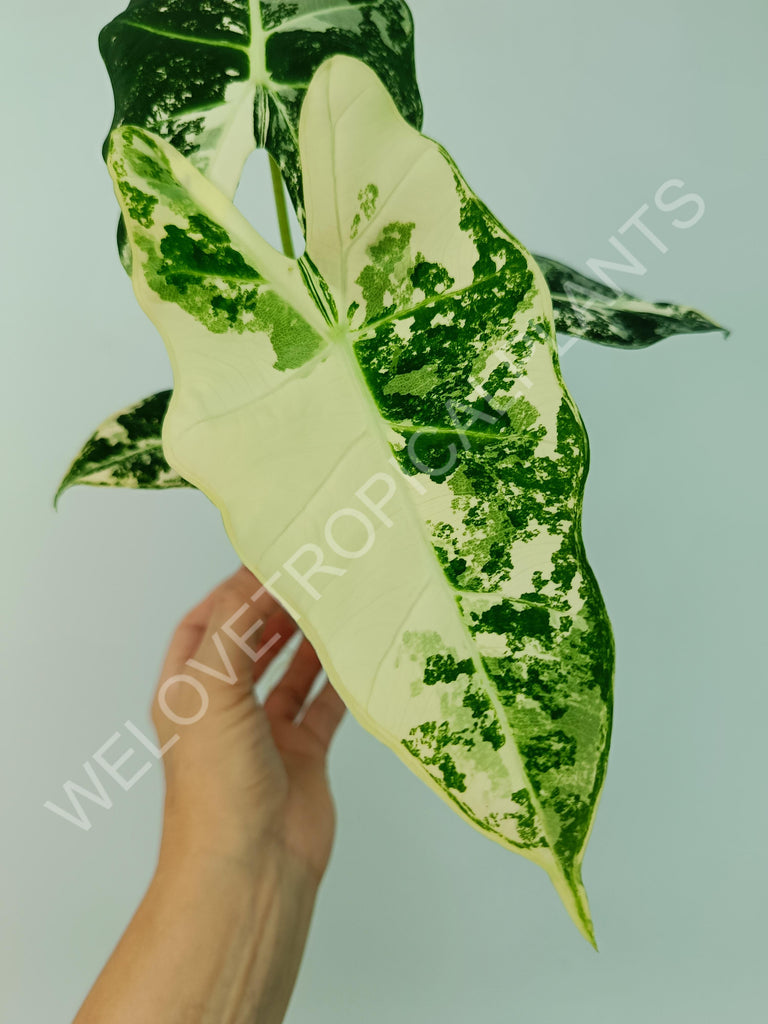 Alocasia macrorrhiza splash variegata