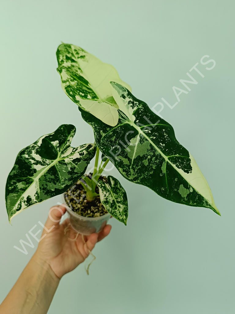 Alocasia macrorrhiza splash variegata