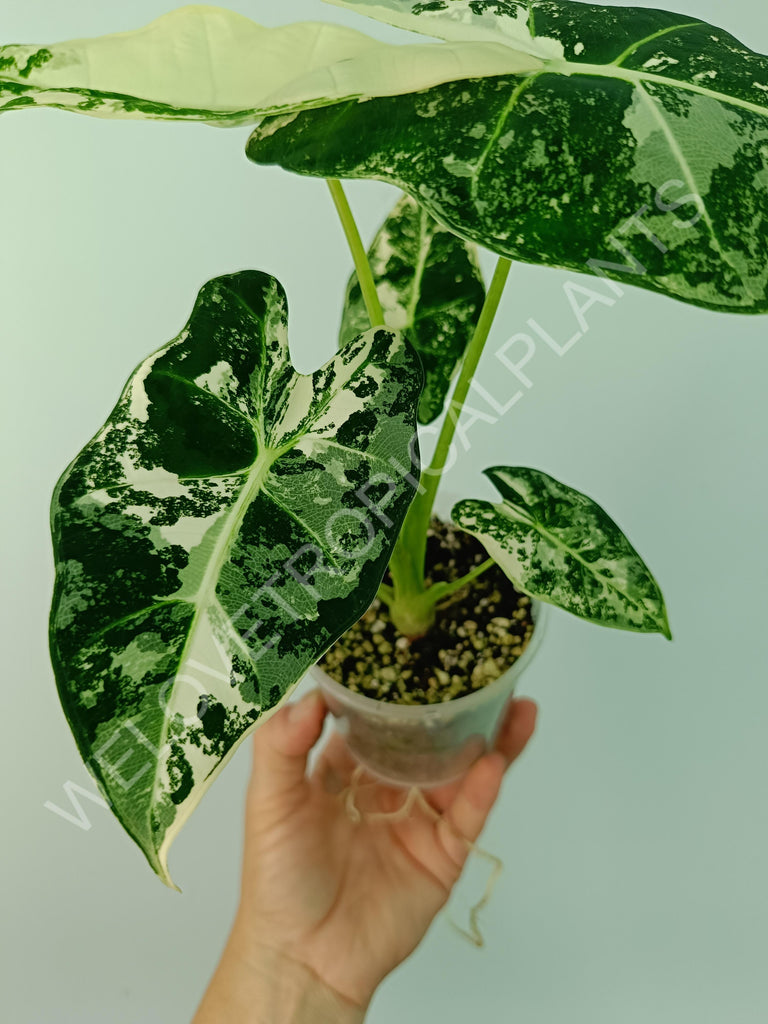 Alocasia macrorrhiza splash variegata