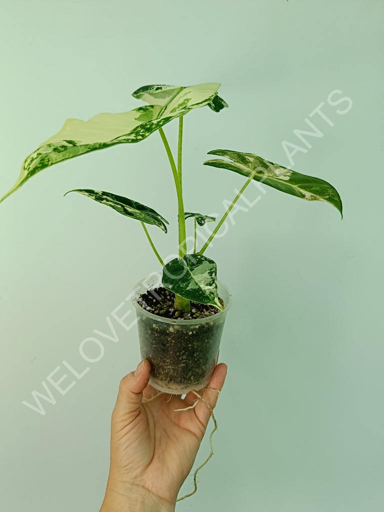 Alocasia macrorrhiza splash variegata