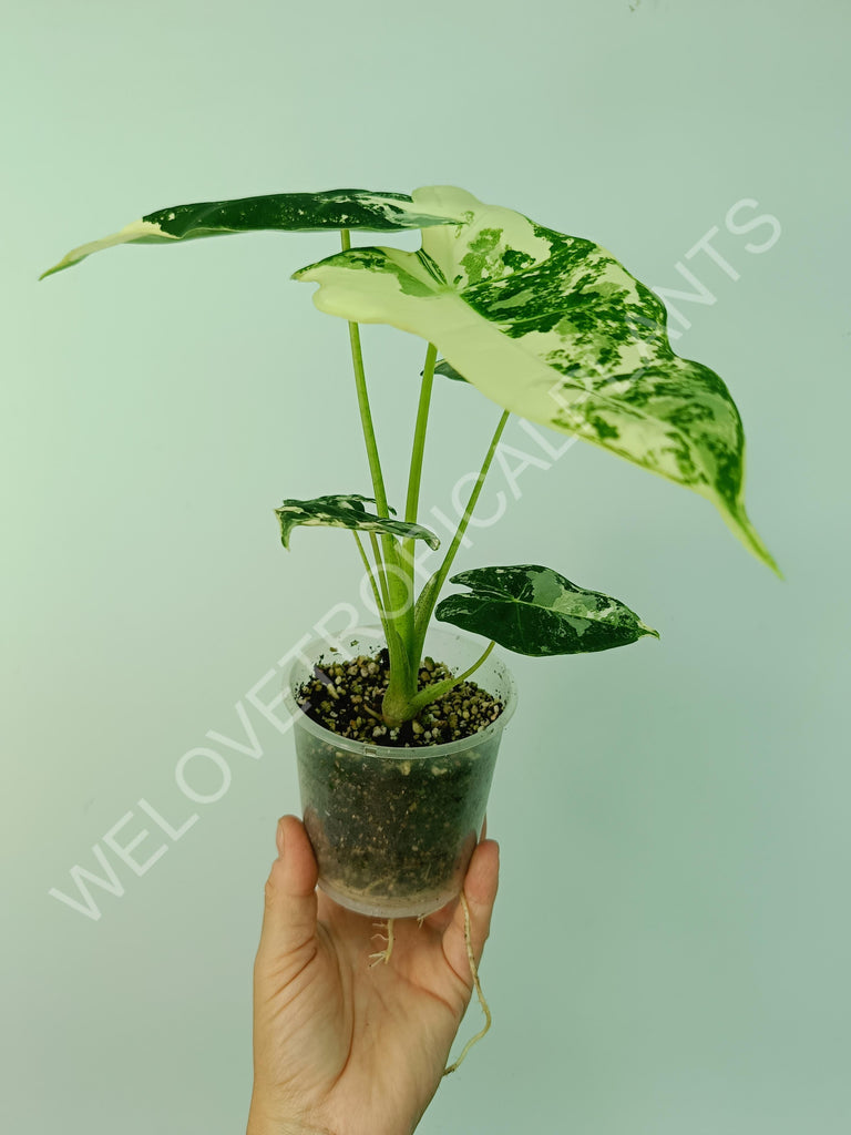 Alocasia macrorrhiza splash variegata