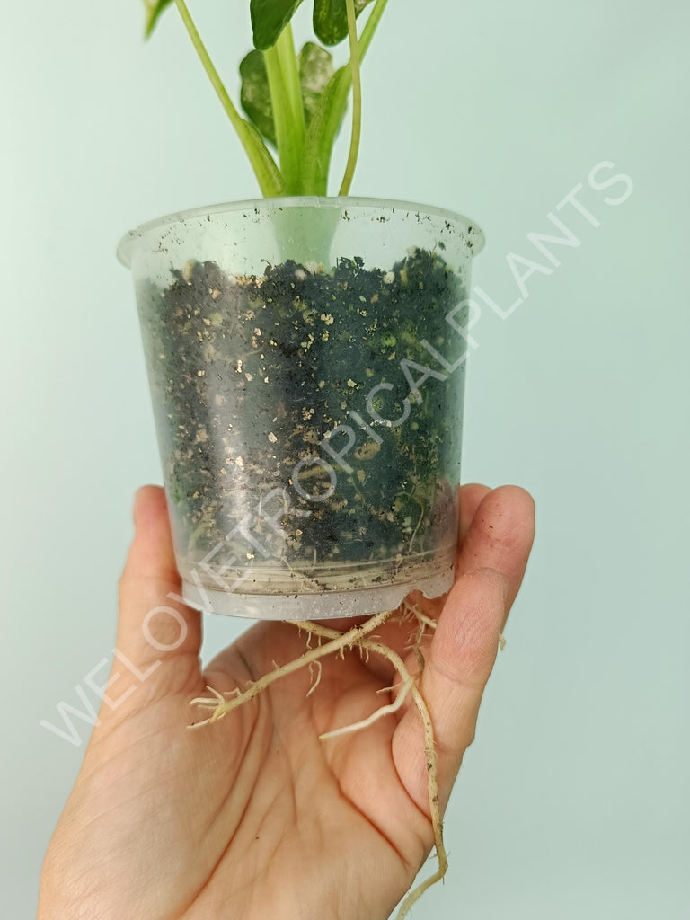 Alocasia macrorrhiza splash variegata