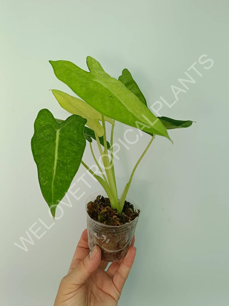 Alocasia micholitziana frydek variegata mint