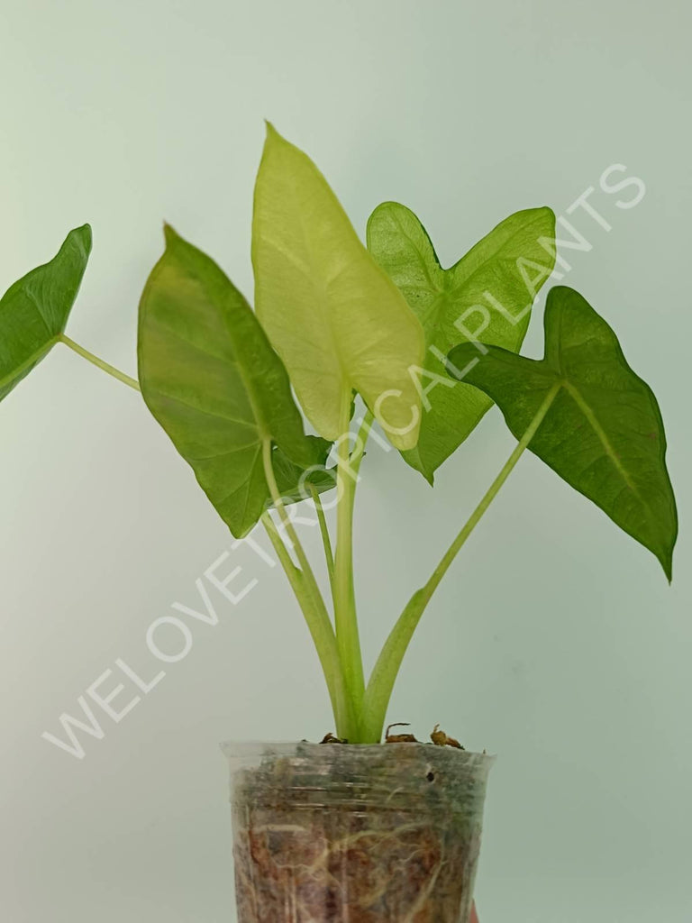 Alocasia micholitziana frydek variegata mint