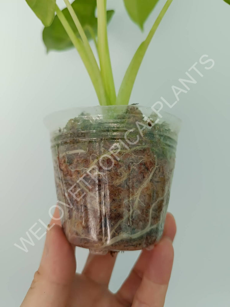 Alocasia micholitziana frydek variegata mint