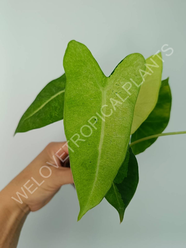 Alocasia micholitziana frydek variegata mint