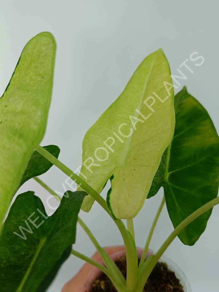 Alocasia micholitziana frydek variegata mint