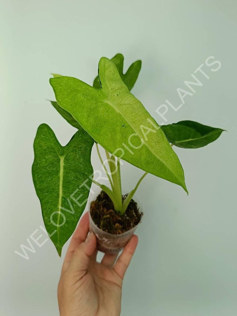 Alocasia micholitziana frydek variegata mint