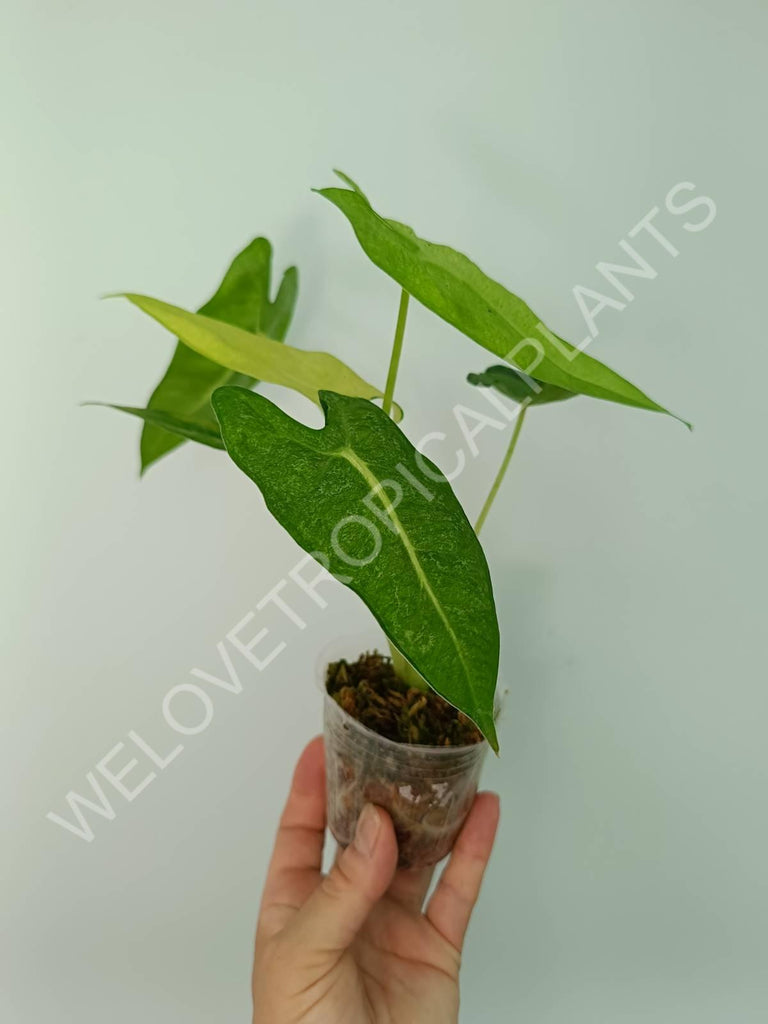 Alocasia micholitziana frydek variegata mint